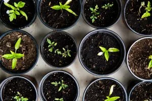 Online Translation: The Secret Driver for Startup Global Growth